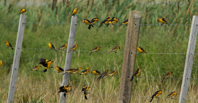Safron-cowled Blackbirds