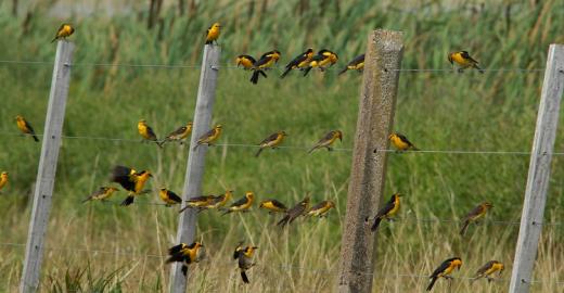 Safron-cowled Blackbirds